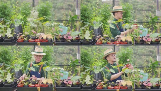 亚洲男子植物商店老板照顾植物和花卉在温室花园。高清在线视频素材下载