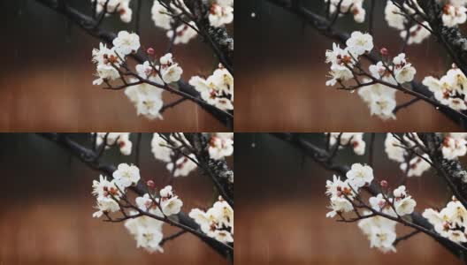 清新的春雨和梅花高清在线视频素材下载