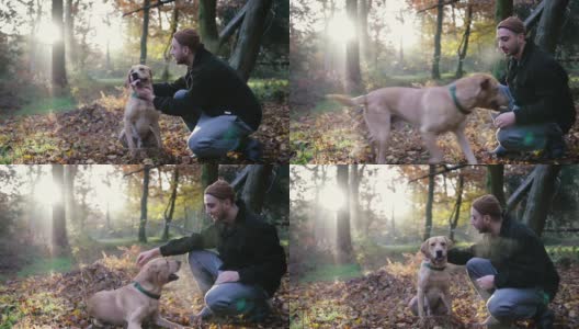 一个年轻人早晨带着他的拉布拉多狗在伦敦埃平森林的树林里散步高清在线视频素材下载