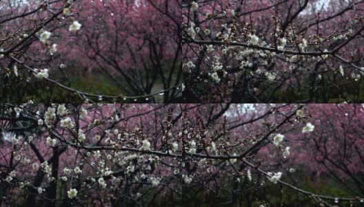 美丽的梅花在雨天高清在线视频素材下载