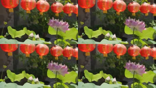 在阳光明媚的日子里，红色的纸灯笼挂在寺庙的院子里。传统的中国新年装饰。粉红色荷花和绿叶象征佛教。高清在线视频素材下载