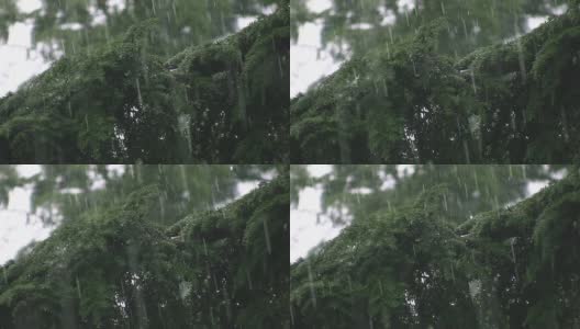 倾盆大雨落在针叶树上。伟大的雨的声音!高清在线视频素材下载