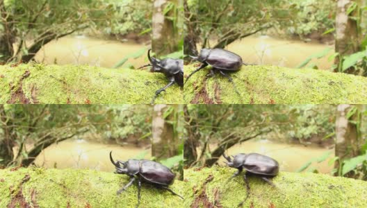 雄性犀牛甲虫高清在线视频素材下载