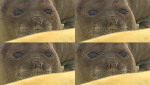 南极海豹高清高清在线视频素材下载