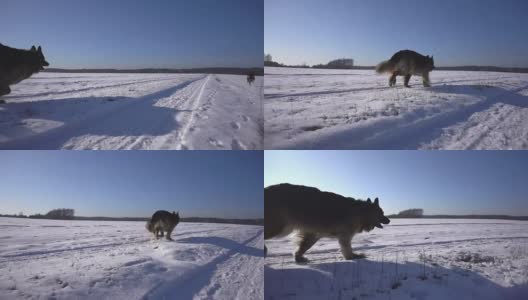 冬天在雪地里奔跑的狗(德国牧羊犬)。缓慢的运动。美丽晴朗的天气高清在线视频素材下载