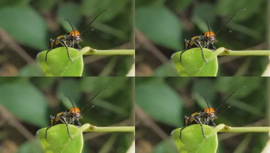 热带雨林叶子上的水泡甲虫。高清在线视频素材下载