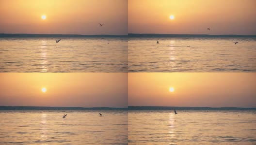 黄昏时，海鸥慢镜头地飞过湖面高清在线视频素材下载