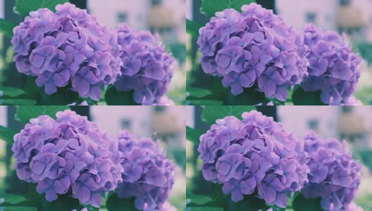 绣球花，在东京，日本，Kokubunji高清在线视频素材下载