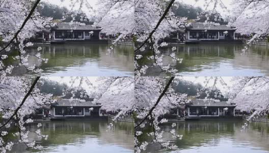 樱花盛开在无锡的太湖高清在线视频素材下载
