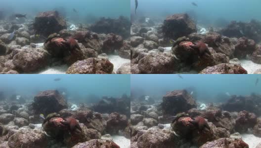加拉帕戈斯群岛海床上的海星。高清在线视频素材下载