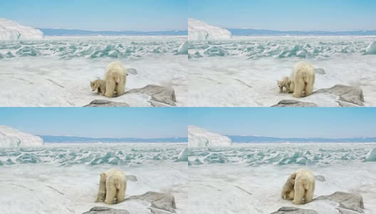母熊带着小熊站在雪地上高清在线视频素材下载