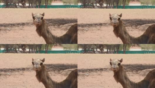 在阿拉伯联合酋长国(UAE)的沙漠沙丘上拍摄的单峰驼(Camelus dromedarius)头部特写。高清在线视频素材下载
