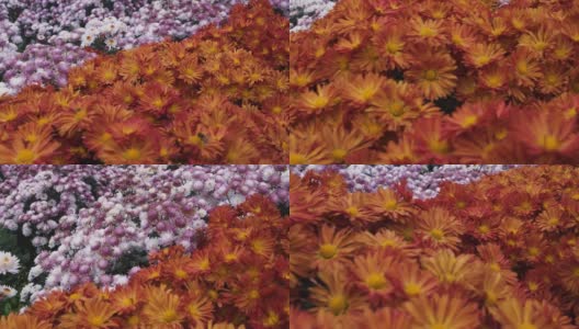 镜头掠过一片粉红色和橙色花朵的林间空地高清在线视频素材下载
