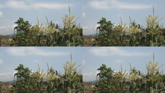 慢风农业土地玉米作物豆类生长高清在线视频素材下载