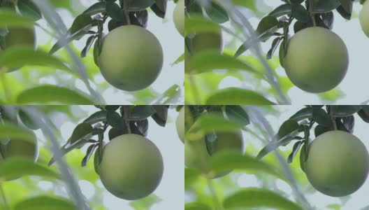 葡萄柚树，葡萄柚，结实，丰满高清在线视频素材下载