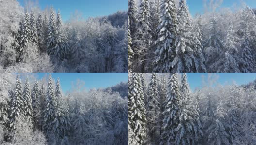 冬季雪地下森林的无人机视频。高清在线视频素材下载