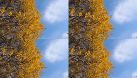 低角度的金色银杏叶飞行与蓝天和银杏森林背景，4k慢镜头b卷镜头。高清在线视频素材下载