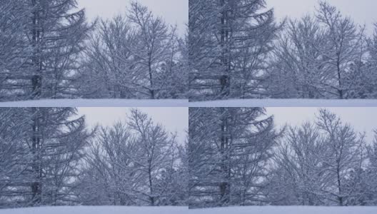 雪花飘落在树上的慢镜头是美丽的冬季景色高清在线视频素材下载