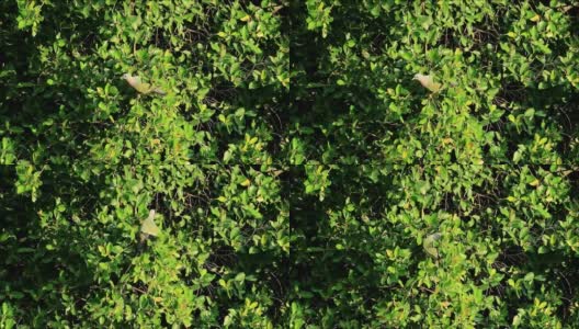 城市野生动物。野生厚嘴绿鸽子喜欢吃水果在一棵大树上在下午的阳光，曼谷，泰国高清在线视频素材下载