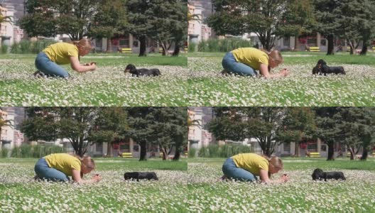 春天的一天，城市公园里，一名金发女子用手机在美丽的洋甘菊草坪上拍腊肠狗高清在线视频素材下载