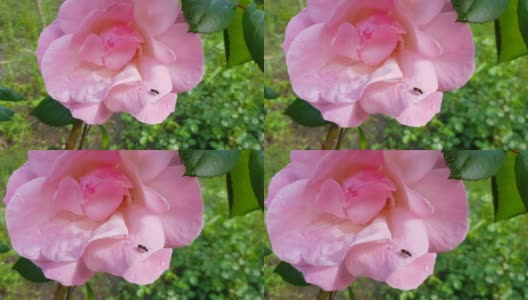 4k视频，一只蜜蜂或昆虫在粉红色的玫瑰上爬行，收集花粉。玫瑰在风中飘舞高清在线视频素材下载