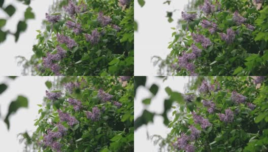 花园里随风飘动的丁香花。植物的特写镜头高清在线视频素材下载