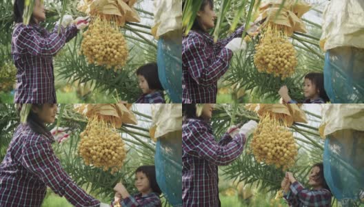 母亲和女儿正在采摘椰枣果实。高清在线视频素材下载