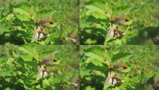 树叶上的瓢虫。观察昆虫和大自然。高清在线视频素材下载