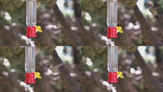 蜂鸟从喂食器中饮水，慢镜头180fps高清在线视频素材下载