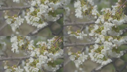 4k视频剪辑的甜樱桃树花开花和生长在蓝色的背景。鸟李属开花的白色小花。视频9:16的比例。高清在线视频素材下载