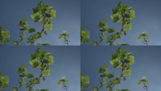 绿色的树枝，黑色或红色的醋栗，小叶子在夏日的风中摇曳高清在线视频素材下载
