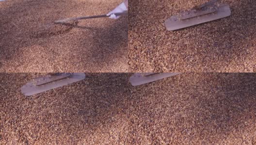 湿咖啡粉磨加工或洗涤站。农业咖啡行业的产品线概念。高清在线视频素材下载