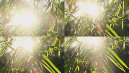 阳光下新鲜翠绿的竹叶，美丽的日本春天花园。高清在线视频素材下载