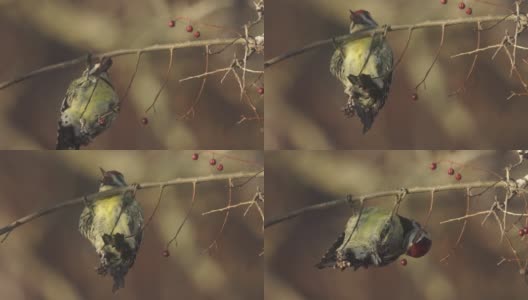 啄木鸟吃黄肚皮高清在线视频素材下载