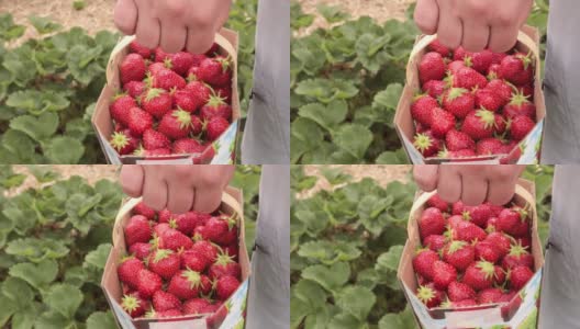 近距离看，纸篓里装满了成熟的红草莓。有机水果。新收获甜美新鲜的红草莓，生长在土壤外面，收获成熟可口的草莓高清在线视频素材下载