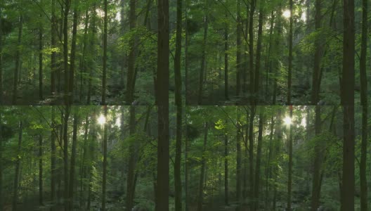 阳光下的高清春天森林(延时)高清在线视频素材下载