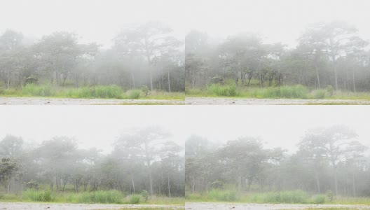 森林中的雾高清在线视频素材下载