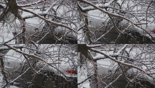 汽车在倒下的树在冬天高清在线视频素材下载