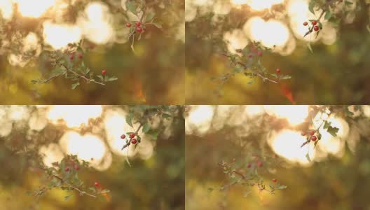 成熟山楂枝在阳光明媚的秋日，闭合高清在线视频素材下载