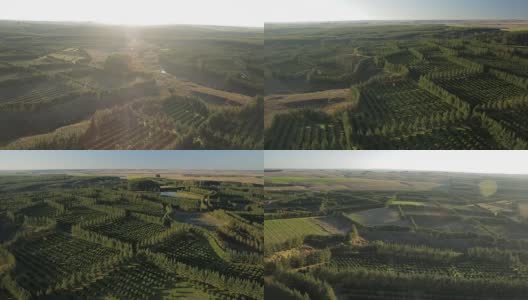 橙色农田的空中场景高清在线视频素材下载