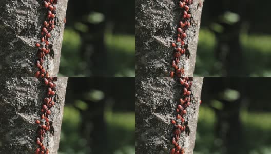 树上一群红甲虫。高清在线视频素材下载