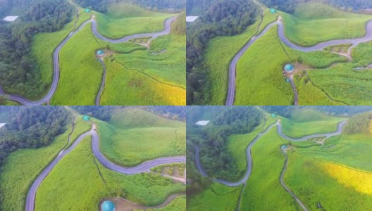 飞越墨西哥向日葵与风景公路通过森林，湄宏松省，泰国高清在线视频素材下载