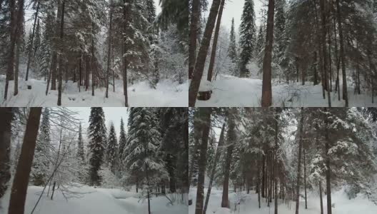 在特勒茨科湖岸边的特维内克(第三河)河上，在冬天大雪覆盖下的针叶林的步道上行走高清在线视频素材下载