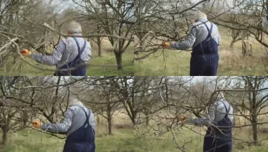 清理果园，移除砍下的树枝高清在线视频素材下载