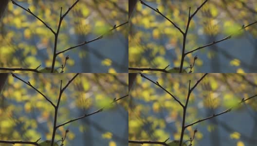 枝桠细密在一个美丽的秋日高清在线视频素材下载