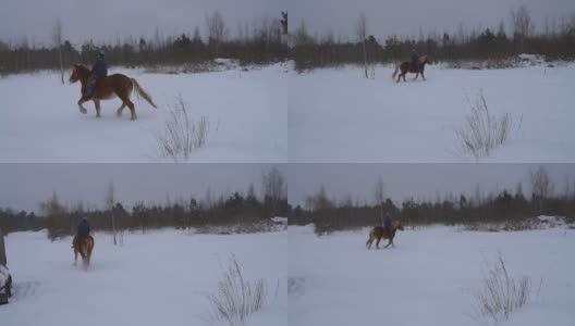 冬天，一匹马和骑手在田野里慢跑高清在线视频素材下载