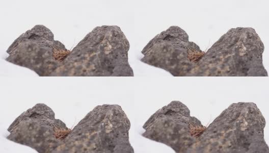 浅焦点的岩石裂缝中的小簇草高清在线视频素材下载