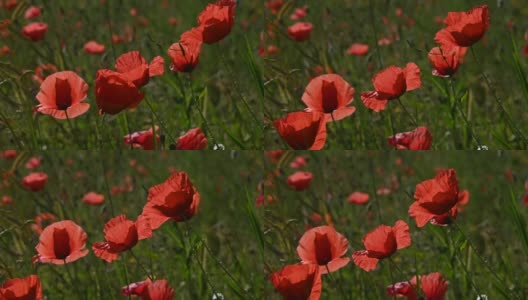 靠近红色的罂粟花在绿色的田野高清在线视频素材下载