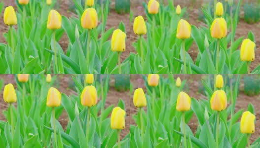 在一个温暖的春日，黄色郁金香在花园里随风摇摆的特写。高清在线视频素材下载