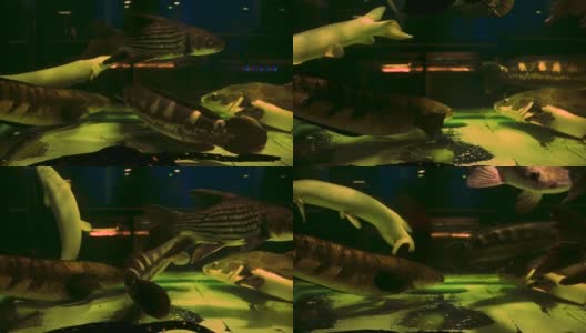 水族馆里奇异的亚马逊河鱼高清在线视频素材下载